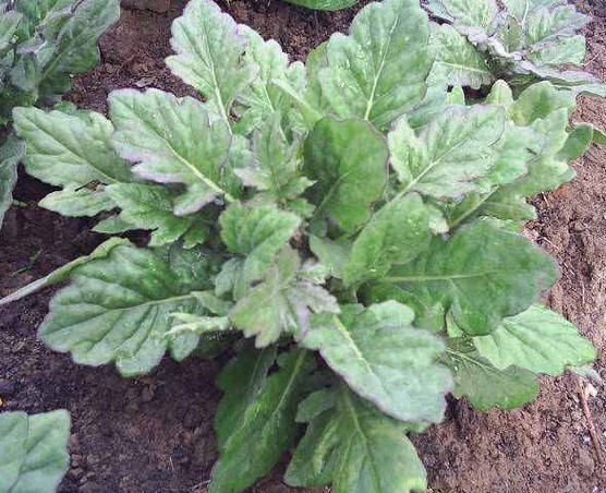 60-daun-dewa-gynura-segetum