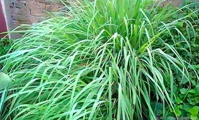 66-tanaman-serai-cymbopogon-citratus