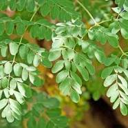 78-daun-kelor
