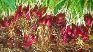 83-bawang-dayak