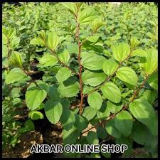 99-daun-bidara