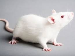 105-tikus-putih