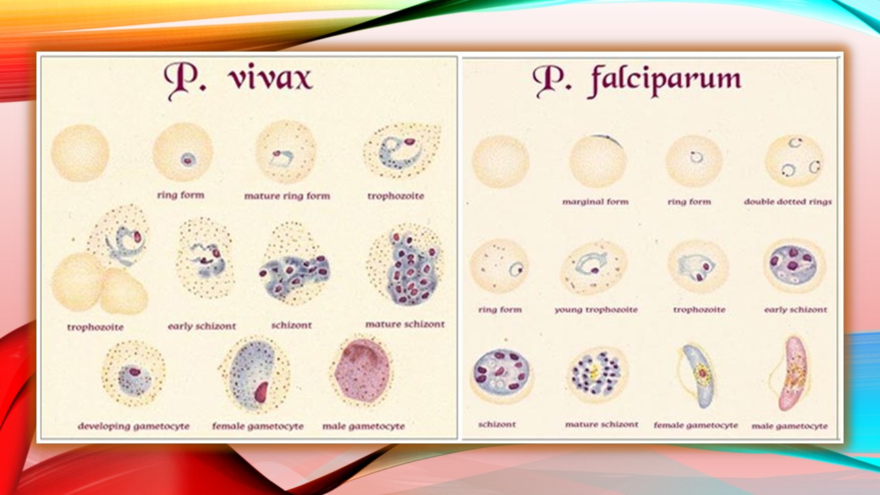 118-perbedaan-plasmodium-falciparum-dan-plasmodium-vivax