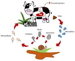 119-cacing-fasciola