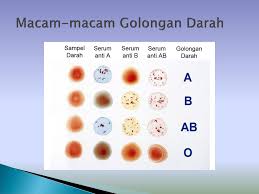 126-golongan-darah