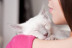 136-toxoplasmiasis