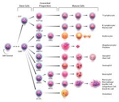 191-hematopoiesis