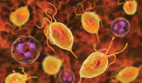 227-trichominiasis