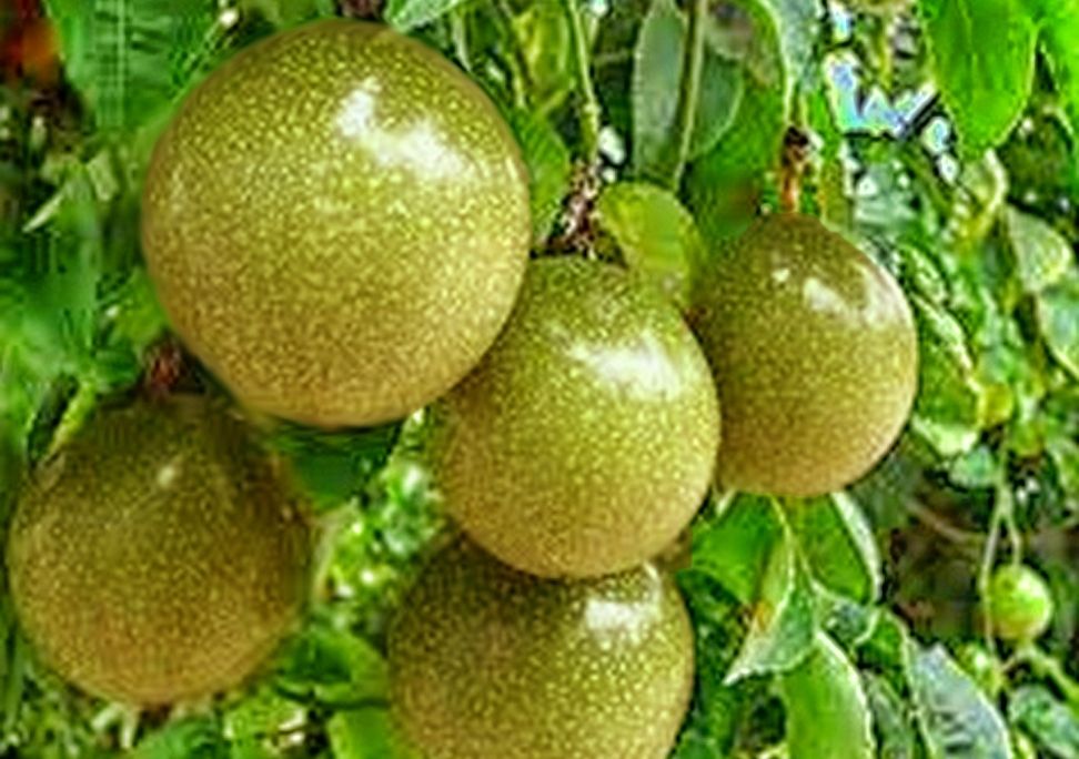 232-markisa-kuning-passiflora-flavicarpa