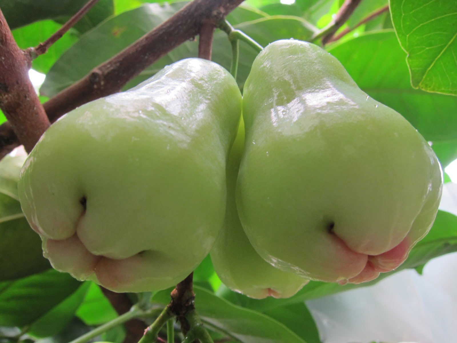 243-jambu-air-syzygium-aqueum