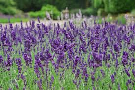 260-klasifikasi-dan-manfaat-tanaman-lavender
