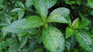 292-3-khasiat-utama-daun-keji-beling-buat-kesehatan-tubuh