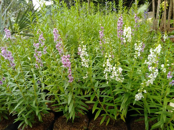 297-manfaat-lavender-untuk-kesehatan