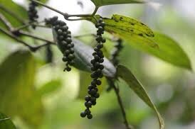 330-piperis-nigri-fructus