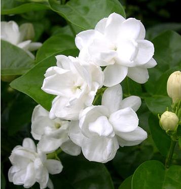 371-jasmini-flos