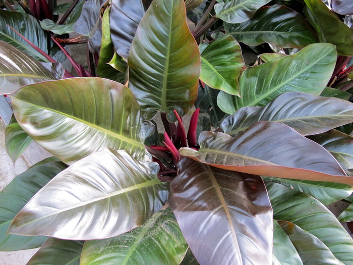 402-philodendron-erubescens