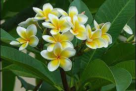 411-kamboja-plumeria