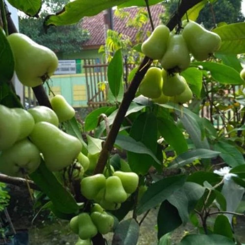 415-jambu-air