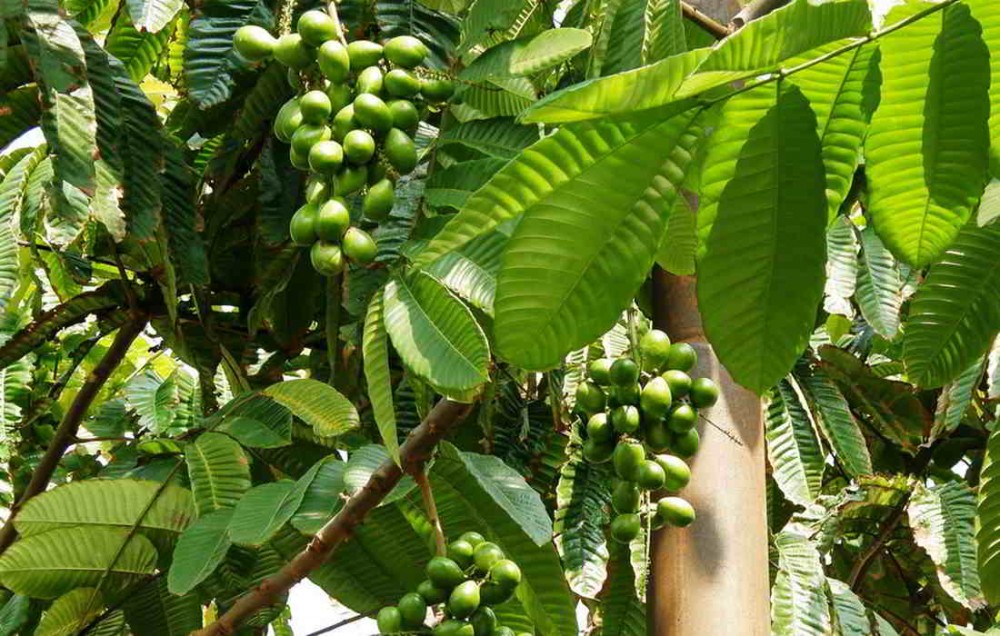 416-pohon-matoa-pometia-pinnata