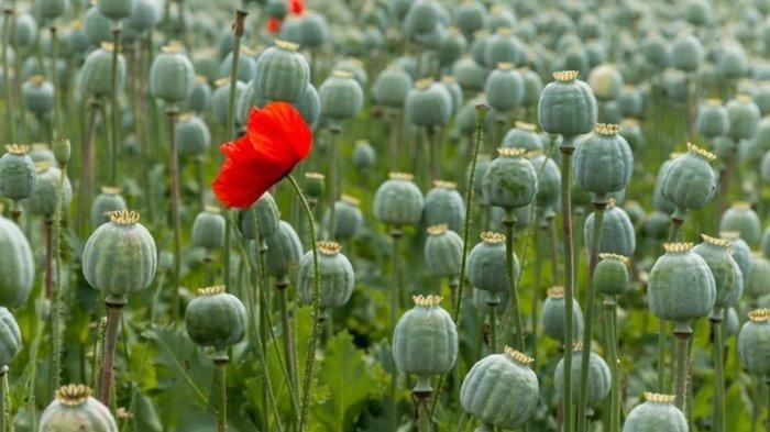 431-opium