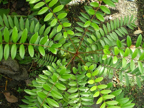 474-eurycomae-radix-mmi