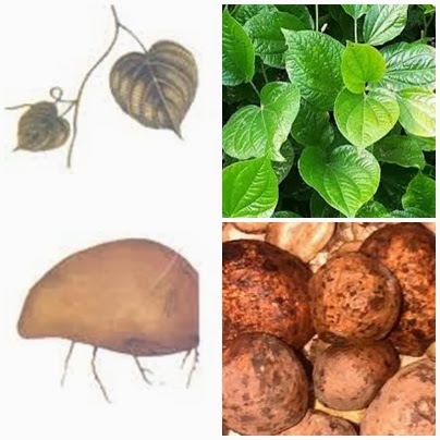 480-merremeriae-tuber-mmi