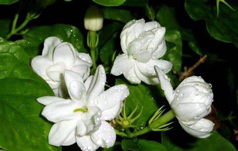 489-jasmini-folium