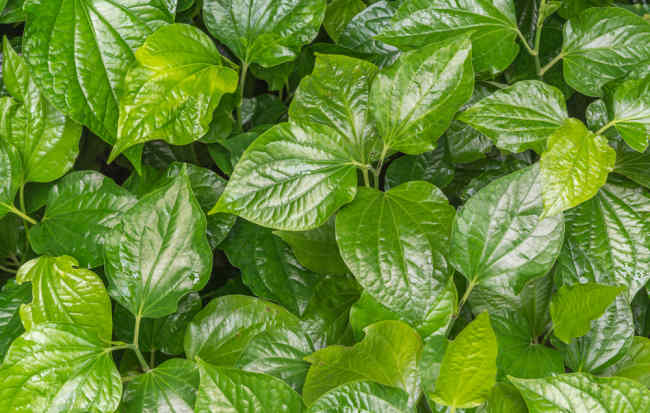 13-berbagai-manfaat-daun-sirih-merah-untuk-kesehatan